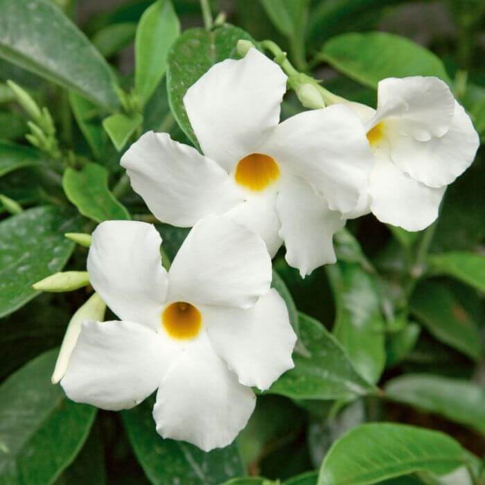Dwarf Mandevilla Seeds