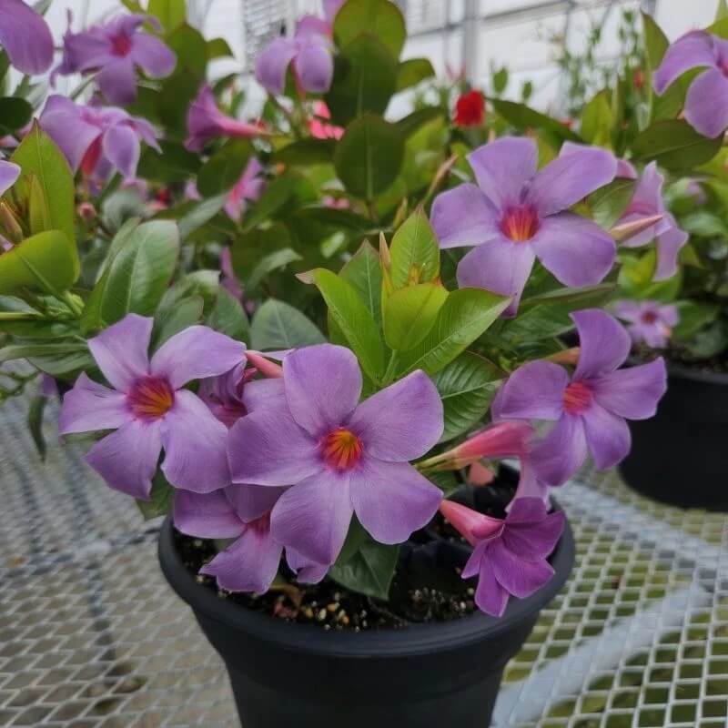 Dwarf Mandevilla Seeds