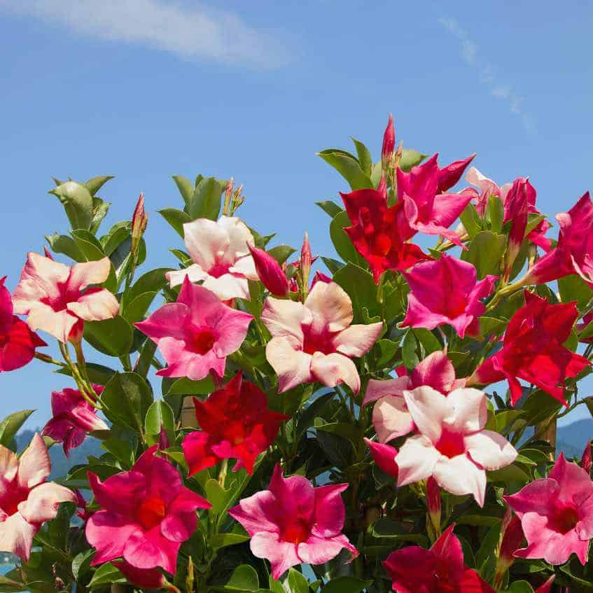 Dwarf Mandevilla Seeds
