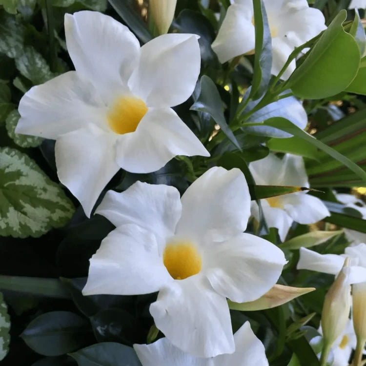 Dwarf Mandevilla Seeds
