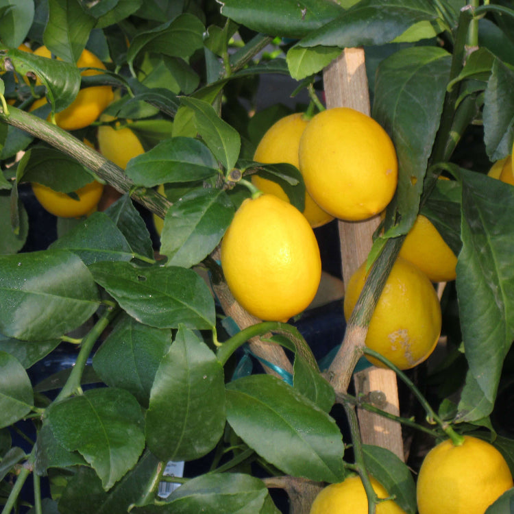 Dwarf Meyer Lemon Seeds