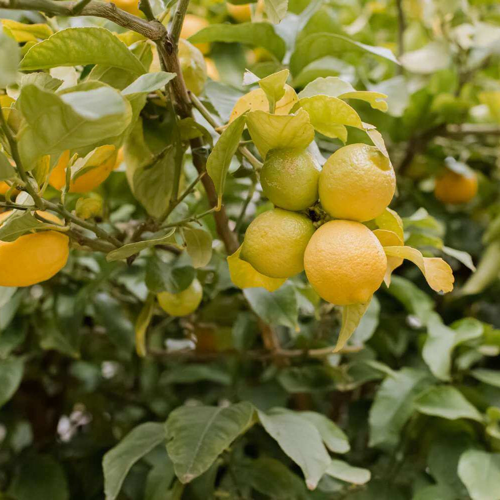 Dwarf Meyer Lemon Seeds