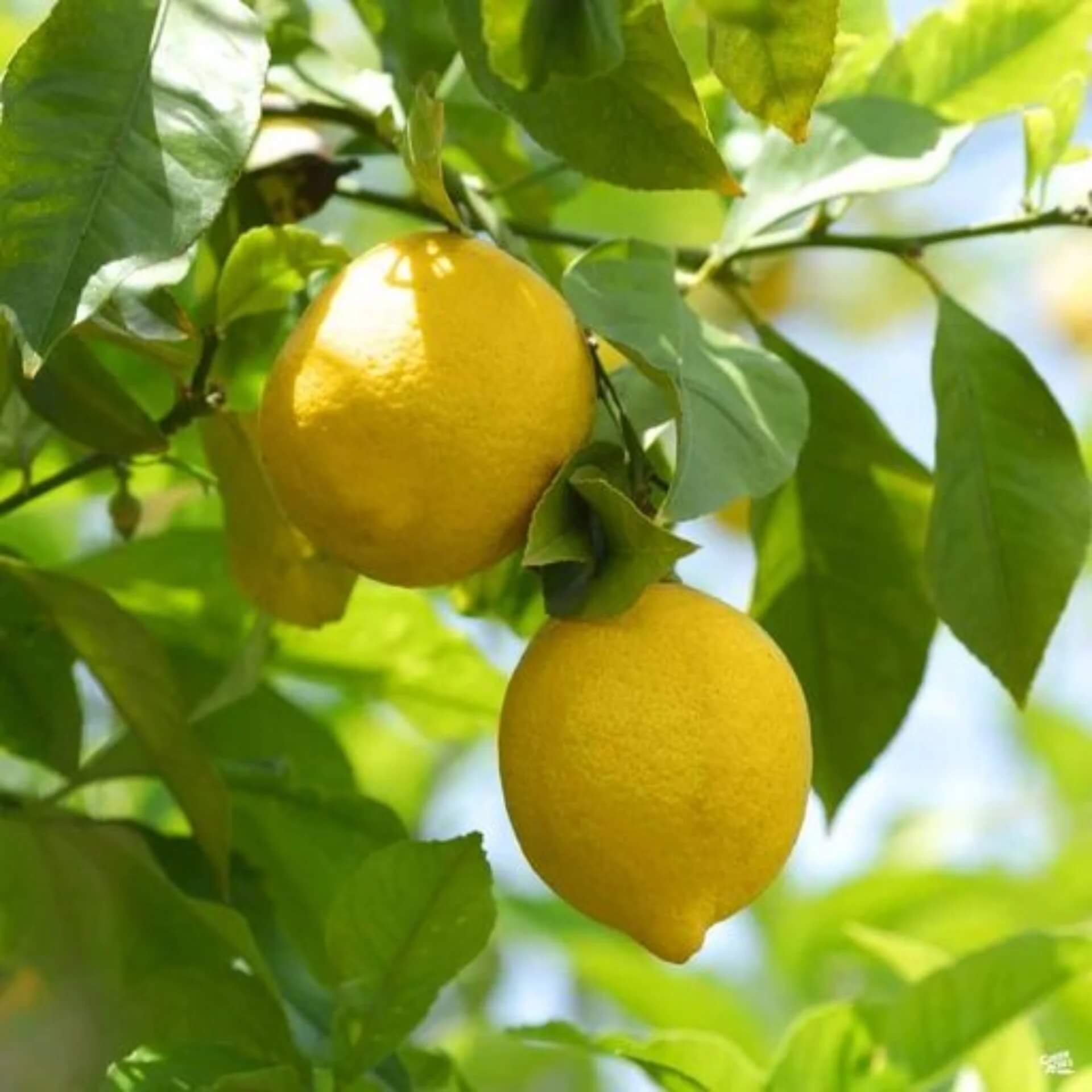 Dwarf Meyer Lemon Seeds