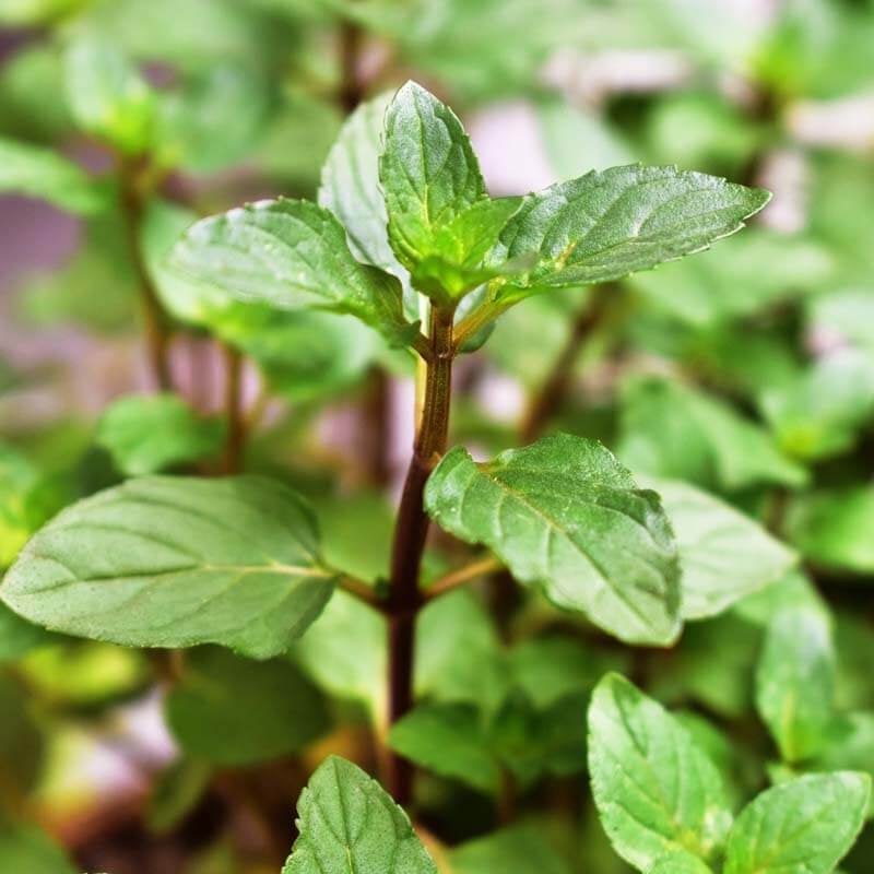 Dwarf Mint Seeds