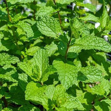 Dwarf Mint Seeds