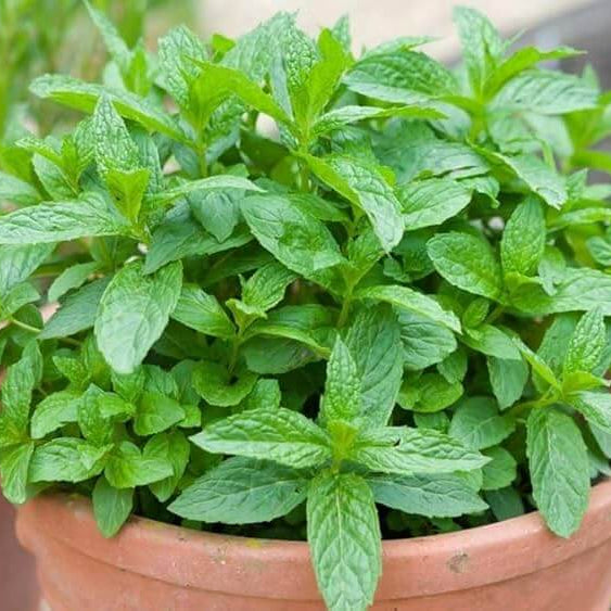 Dwarf Mint Seeds