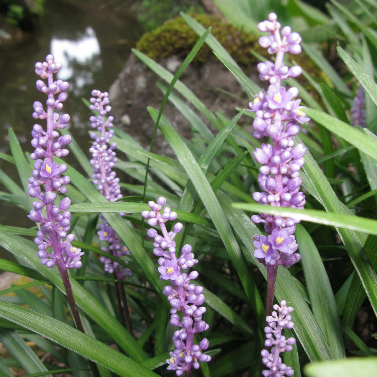 Dwarf Monkey Grass Seeds