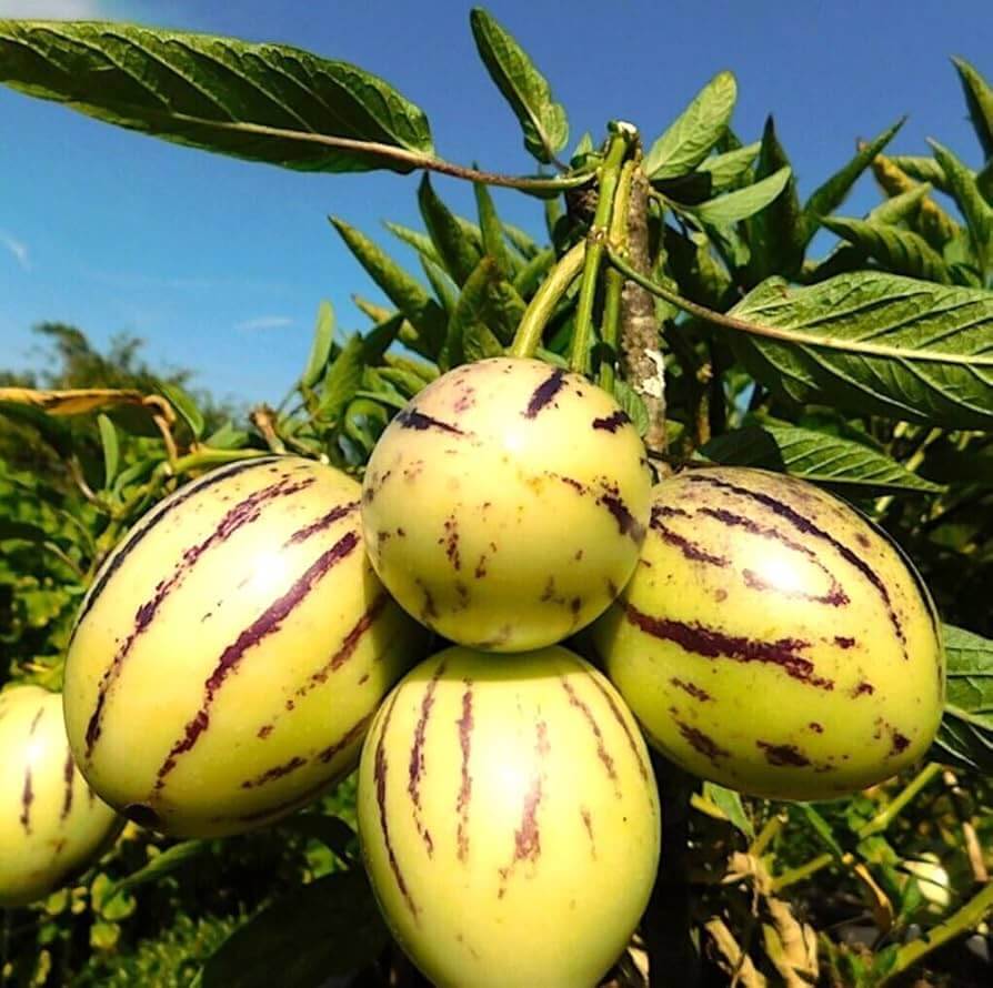 Dwarf Pepino Plant Seeds - Fruit Plant
