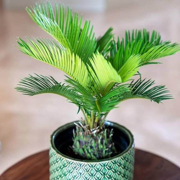 Dwarf Sago Palm Seeds