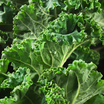 Kale Tree Seeds – Green