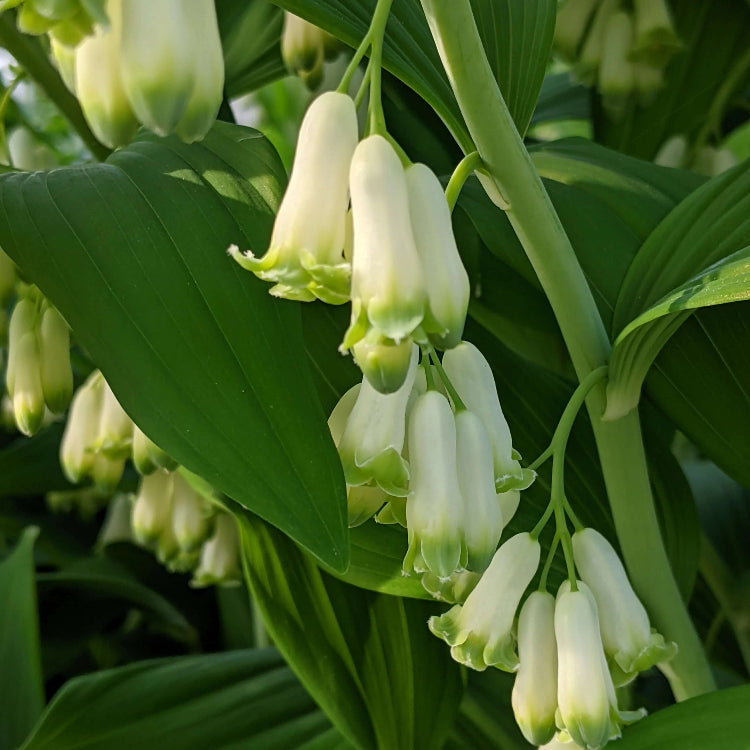 Dwarf Solomon’s Seal Seeds