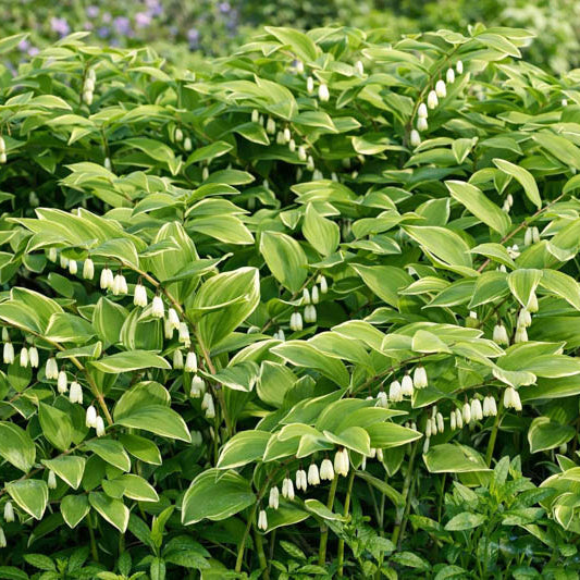 Dwarf Solomon’s Seal Seeds