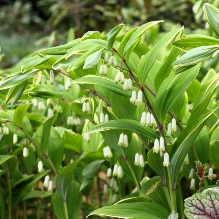 Dwarf Solomon’s Seal Seeds