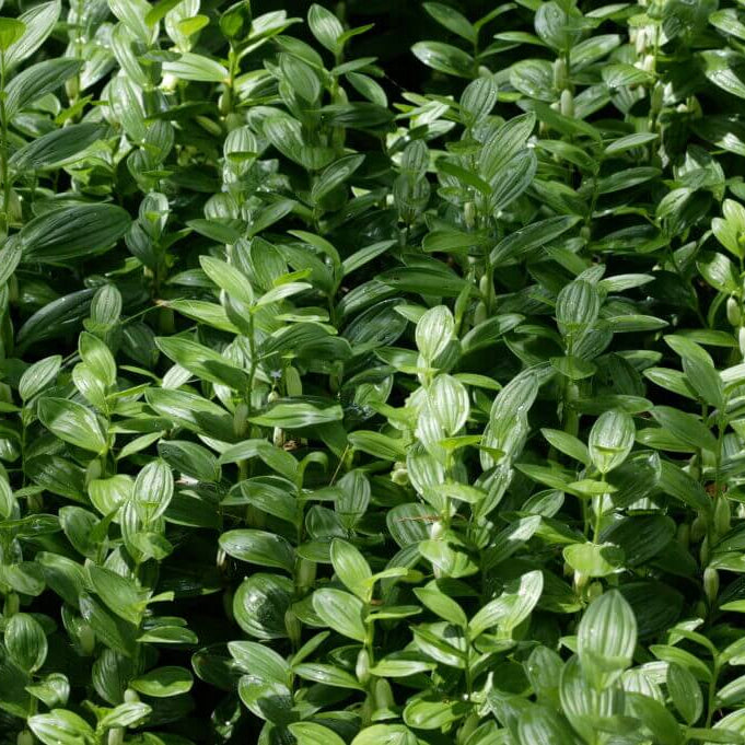 Dwarf Solomon’s Seal Seeds