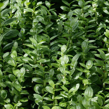 Dwarf Solomon’s Seal Seeds