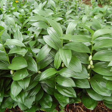 Dwarf Solomon’s Seal Seeds