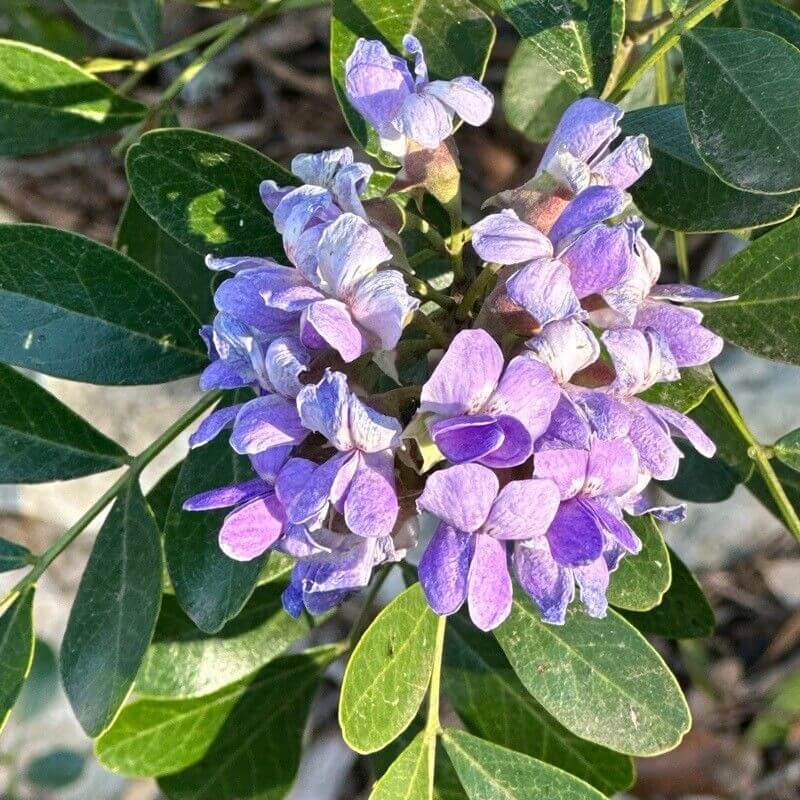 Dwarf Texas Mountain Laurel Seeds