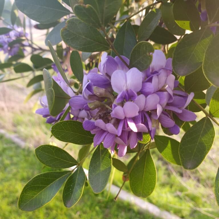 Dwarf Texas Mountain Laurel Seeds