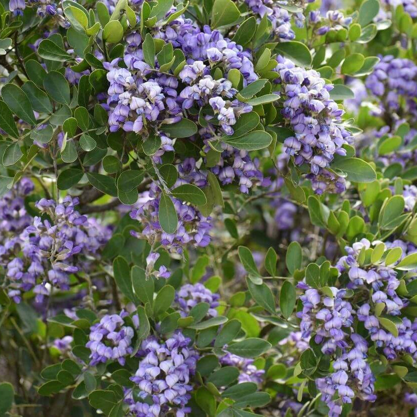 Dwarf Texas Mountain Laurel Seeds