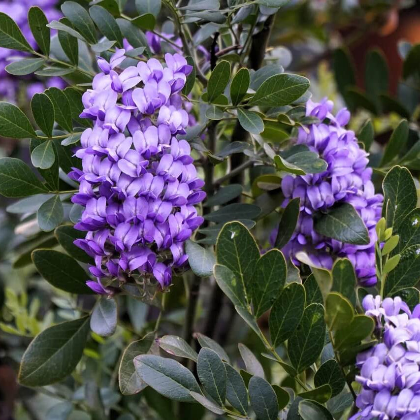 Dwarf Texas Mountain Laurel Seeds