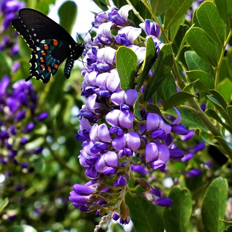 Dwarf Texas Mountain Laurel Seeds