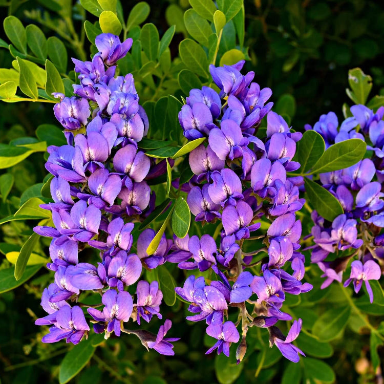 Dwarf Texas Mountain Laurel Seeds