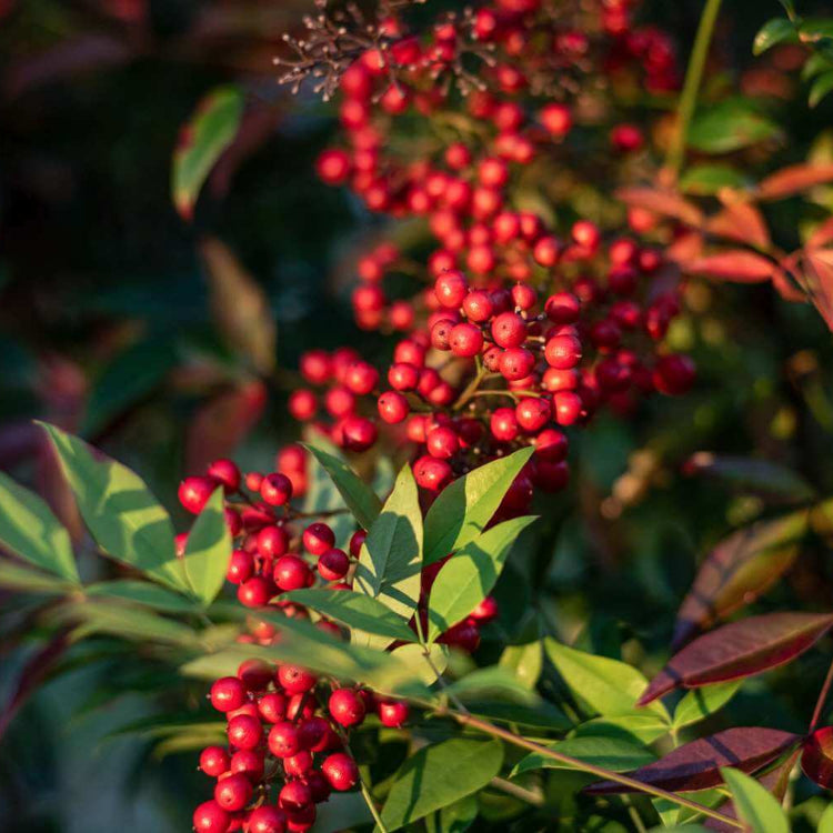 Dwarf Yaupon Holly Seeds