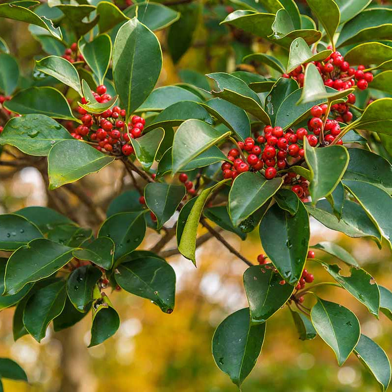 Dwarf Yaupon Holly Seeds