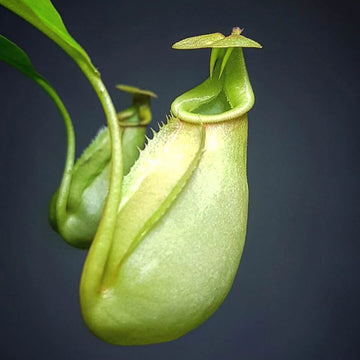Fanged Pitcher Plant Seeds – Flower Plant