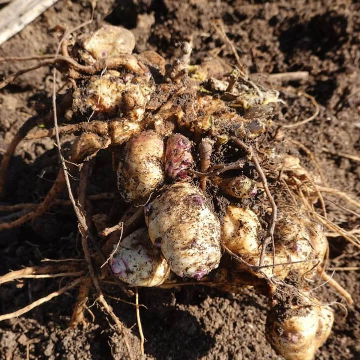Earth Apple Seeds