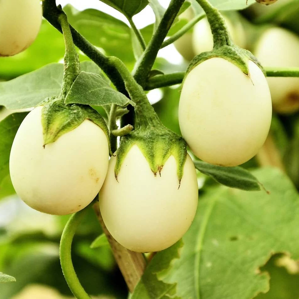 Easter Egg Plant Seeds - Vegetable Plant