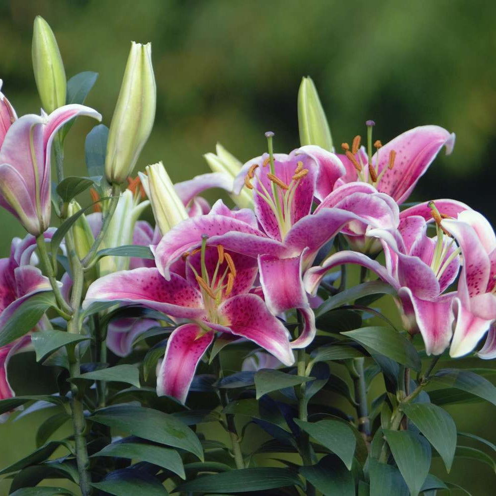 Easter Lily Vine Seeds
