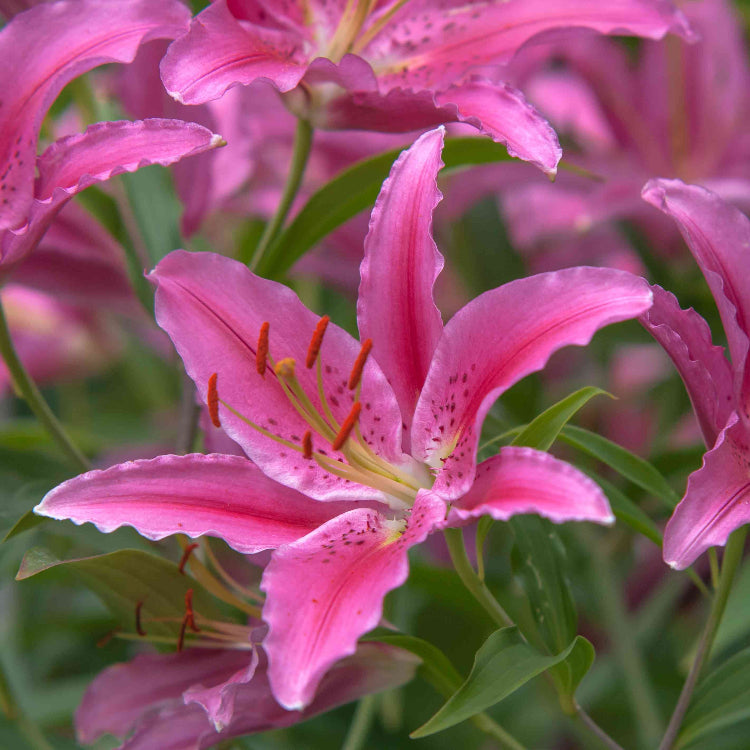 Easter Lily Vine Seeds
