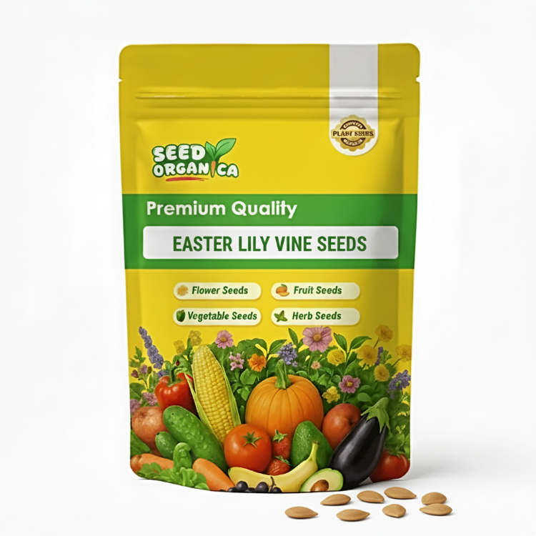 Easter Lily Vine Seeds