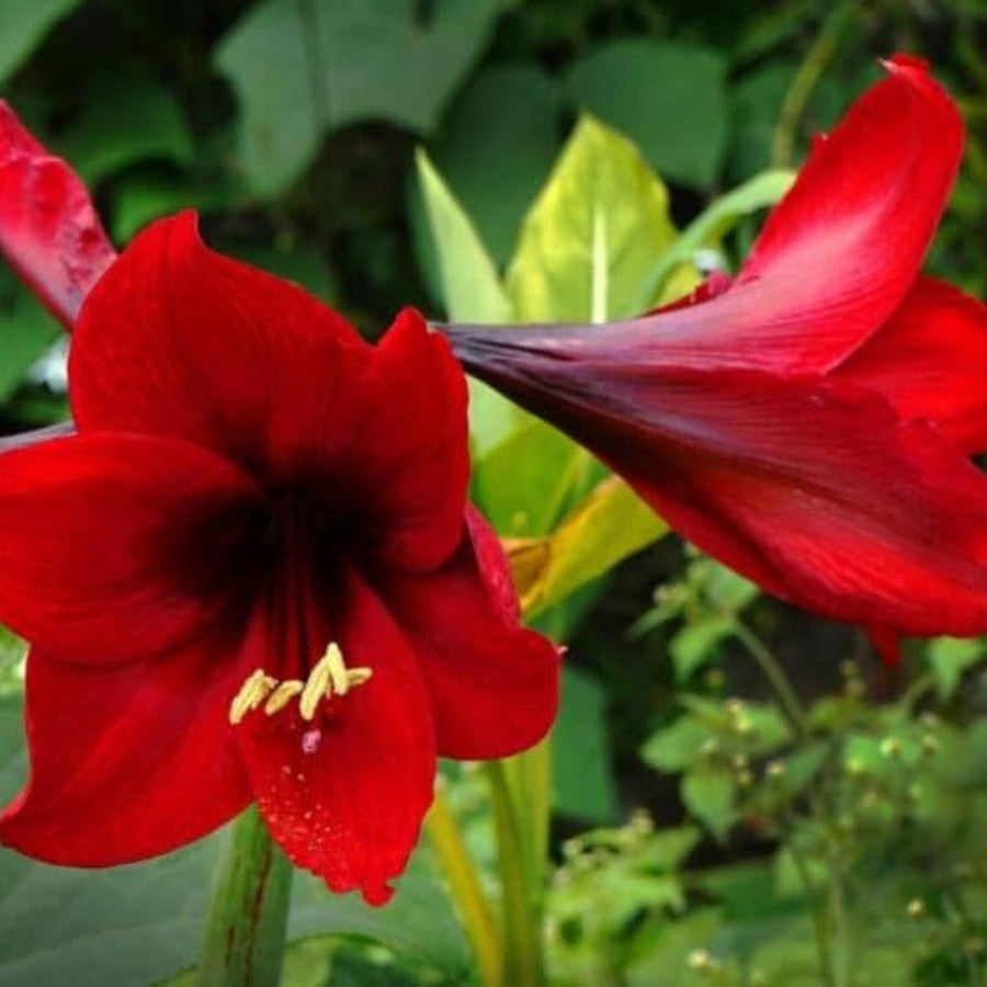 Easter Lily Vine Seeds
