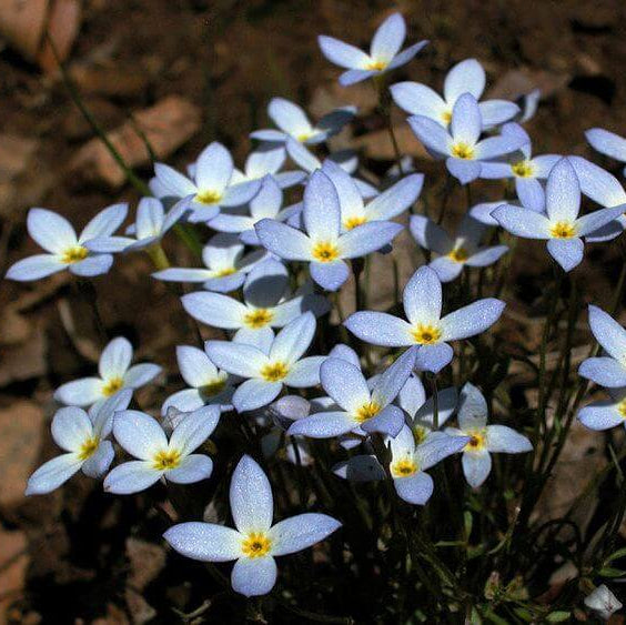 Eastern Bluets Seeds