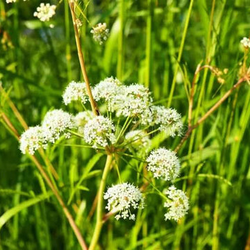 Eastern Hemlock Seeds - Flower Plant