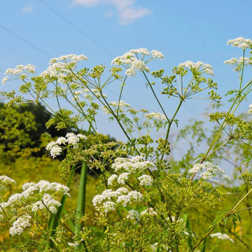 Eastern Hemlock Seeds - Flower Plant
