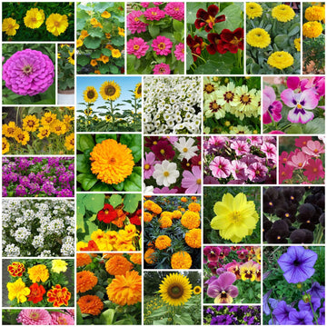 Easy Grow Flower Mix Seeds