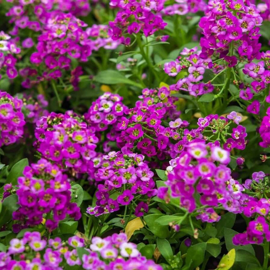 Easy Grow Flower Mix Seeds