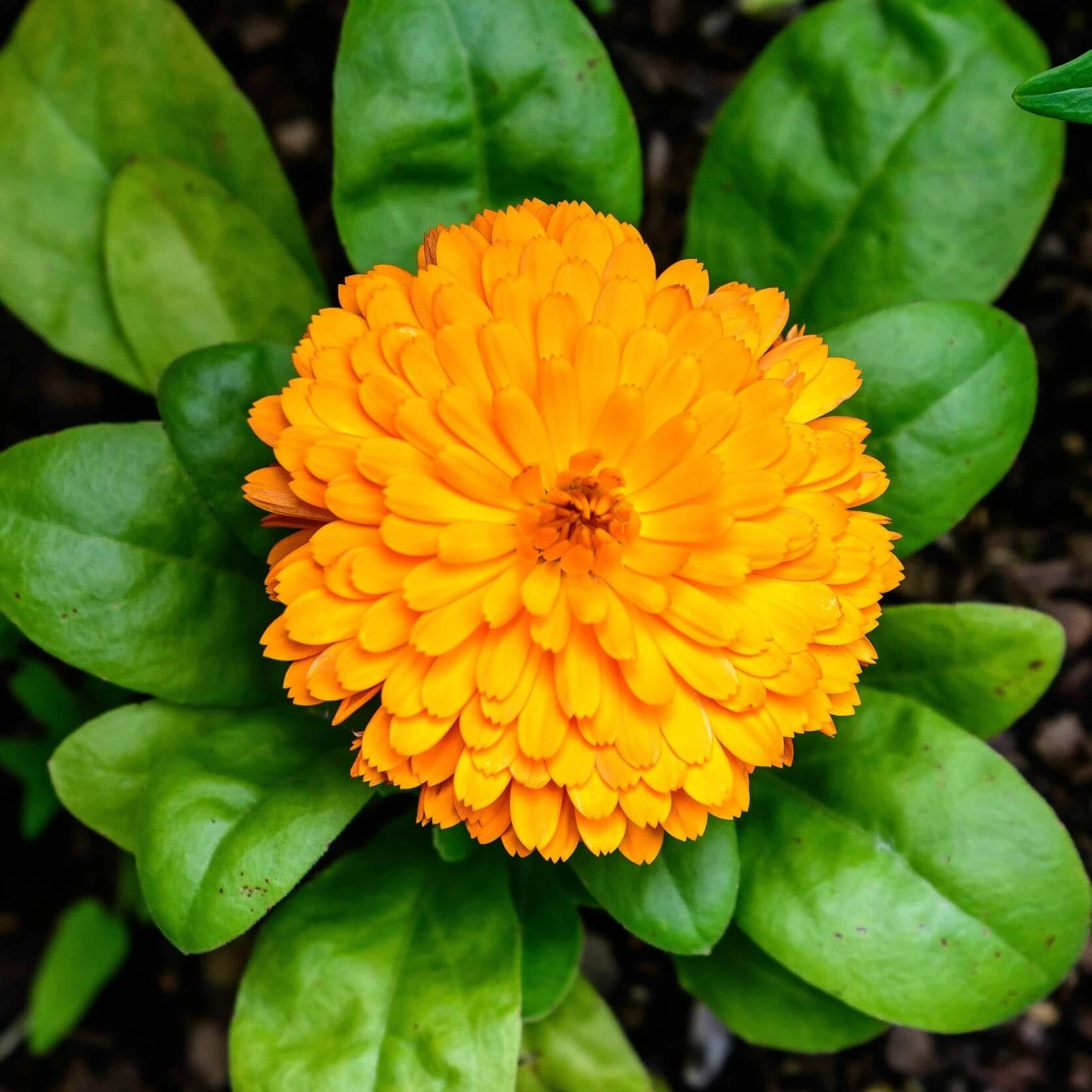 Easy Grow Flower Mix Seeds