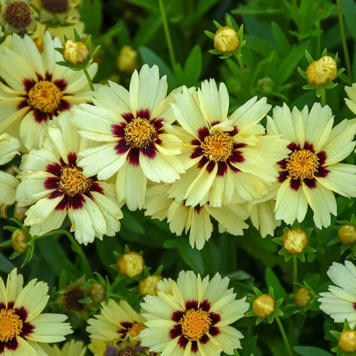 Easy Grow Flower Mix Seeds