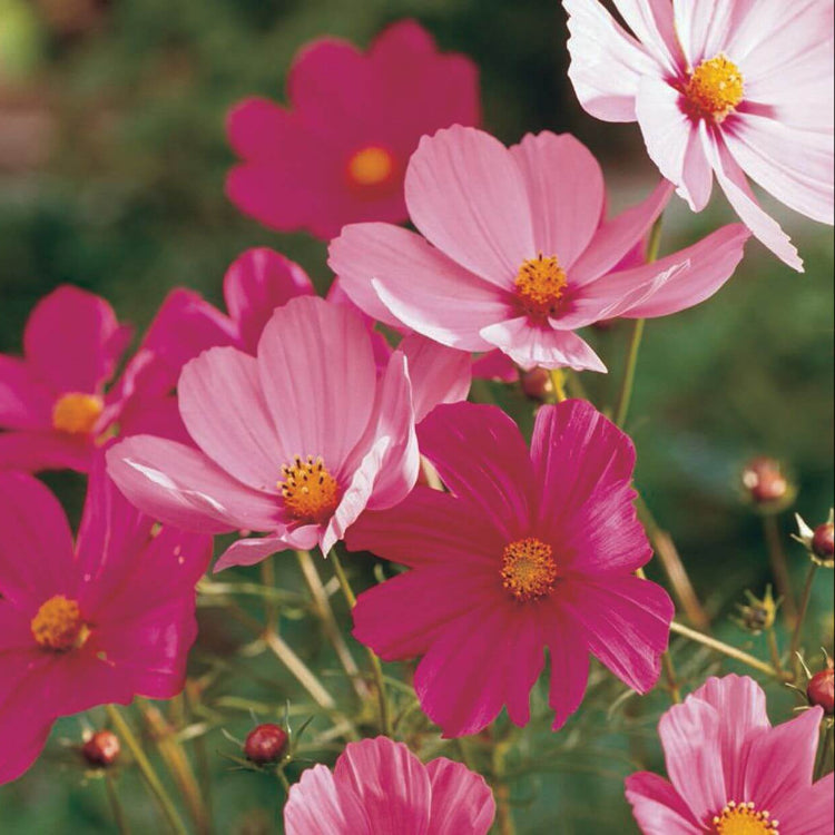 Easy Grow Flower Mix Seeds