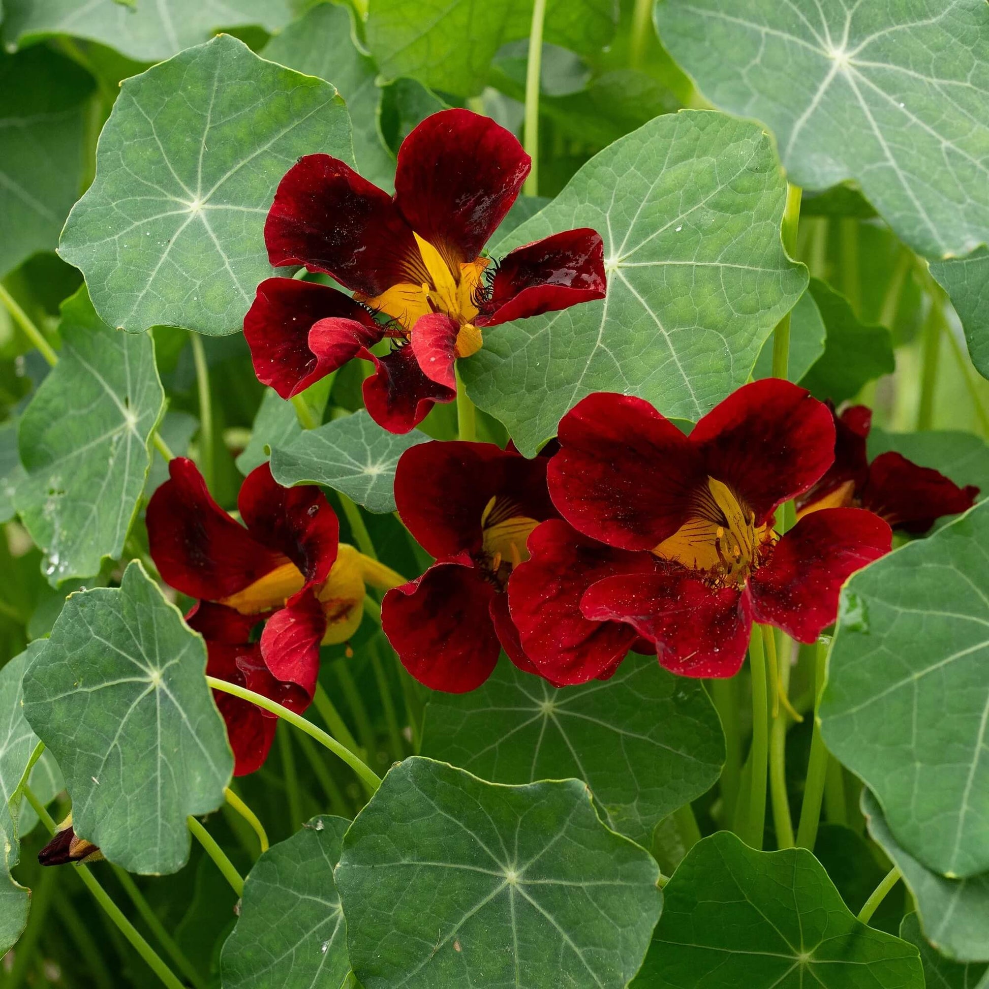 Easy Grow Flower Mix Seeds