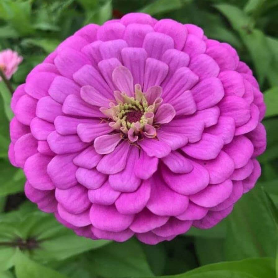 Easy Grow Flower Mix Seeds