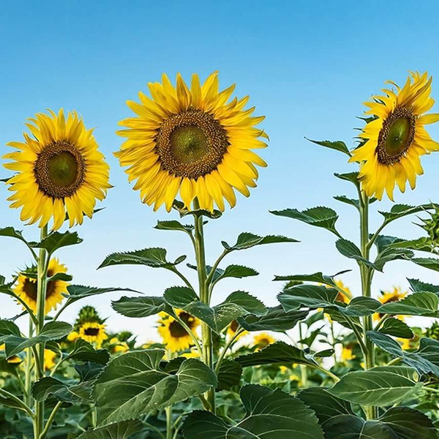 Easy Grow Flower Mix Seeds