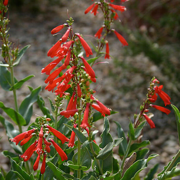 Eaton’s Firecracker Penstemon Seeds - Flower Plant