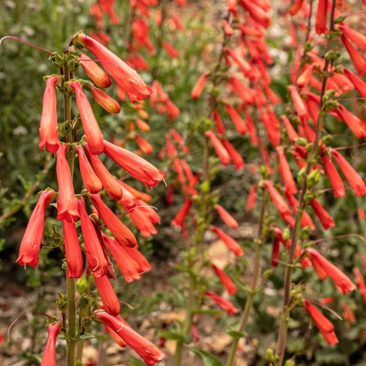 Eaton’s Firecracker Penstemon Seeds - Flower Plant