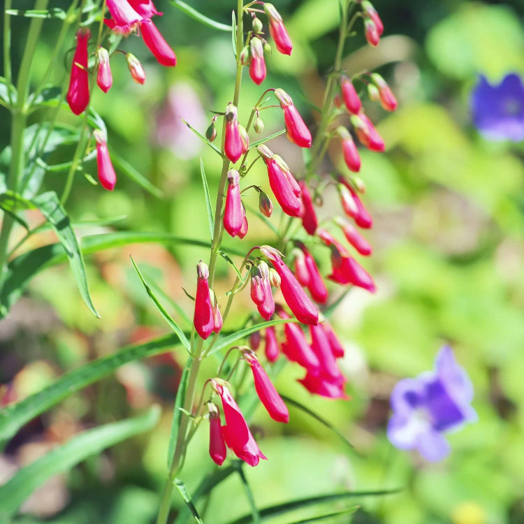 Eaton’s Firecracker Penstemon Seeds - Flower Plant
