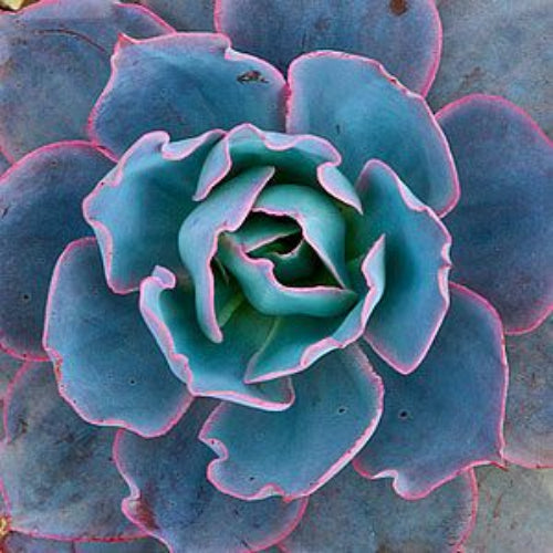 Echeveria Seeds – Blue Derenbergii
